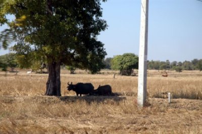CAMPO (37)  LABRANZA